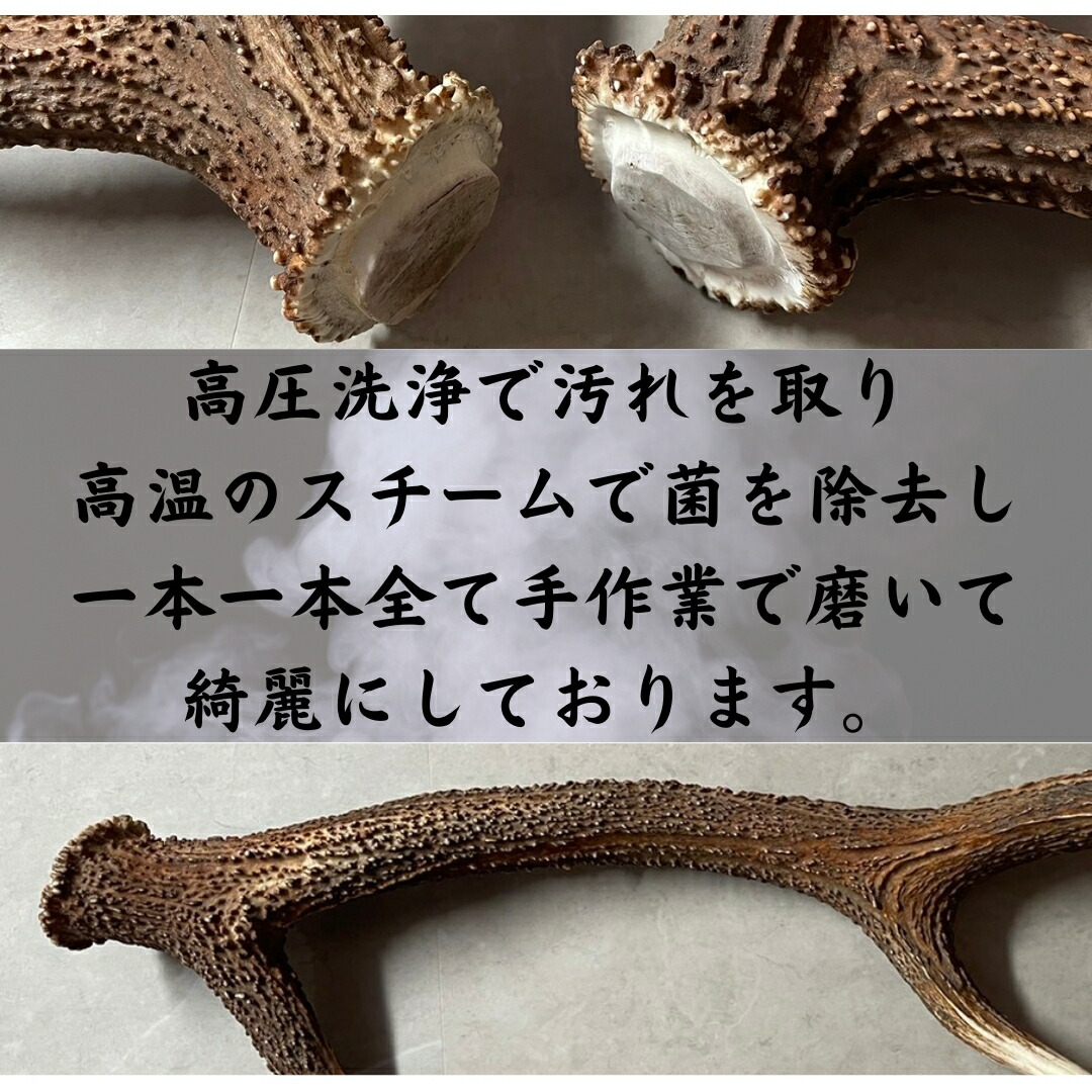 楽天市場】鹿の角 輪切り 10個 3cm×5mm 詰め合わせセット アクセサリー