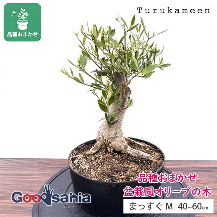 種 オリーブ 木」の人気商品一覧 | 安い商品を通販サイトから探す