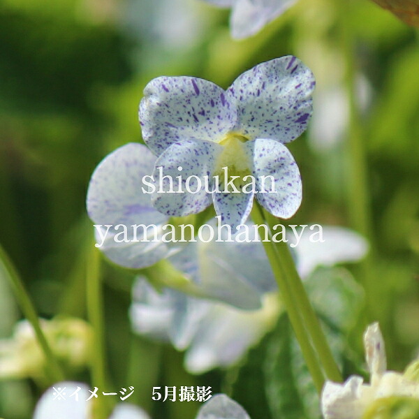 楽天市場】フキカケスミレ 9cmポット苗 数量割引あり/栽培期間中農薬不