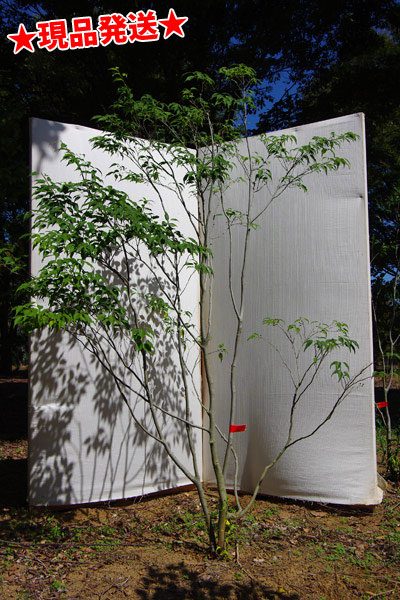 楽天市場】【現品発送】【6カ月枯れ保証】【山採り天然木】ハイノキ 株