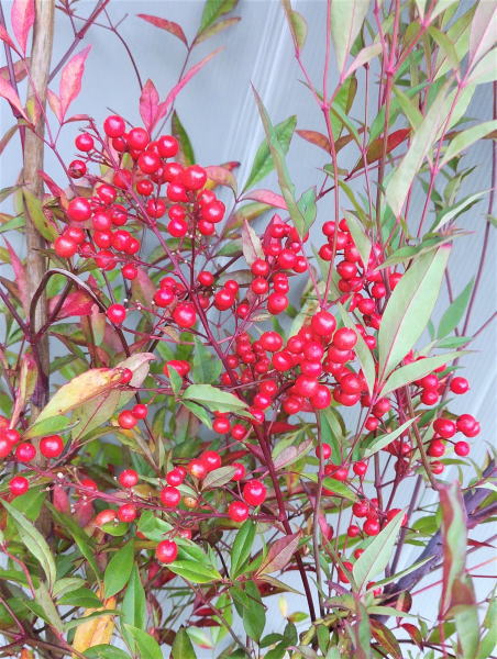 楽天市場】【赤南天（アカナンテン）】株立ち状 樹高40cm前後 根巻き