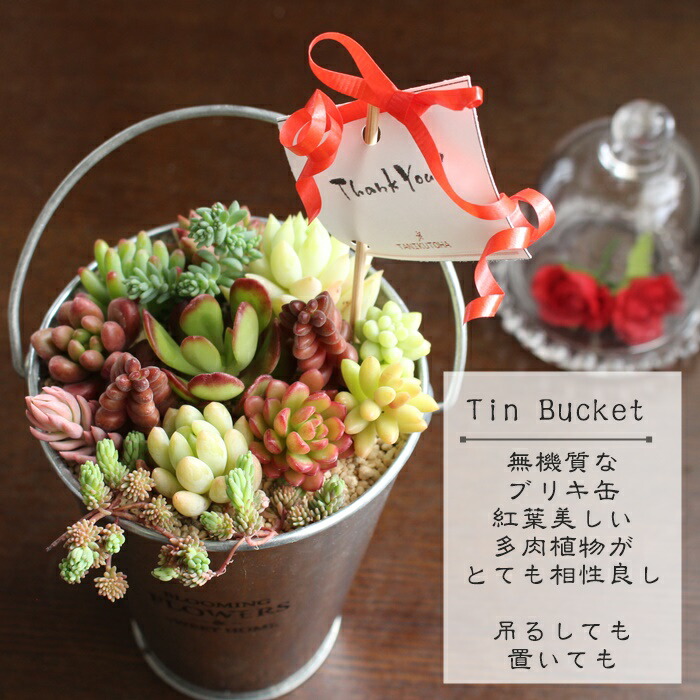 楽天市場】多肉植物 寄せ植え ブリキのバケツ トールシルバー 多肉 13
