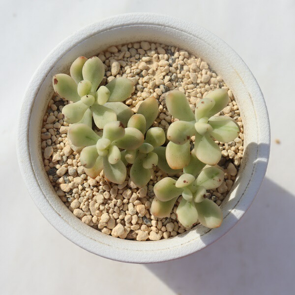 楽天市場】セドイデス錦 TK-10-86 エケベリア 写真の子をお届け 多肉