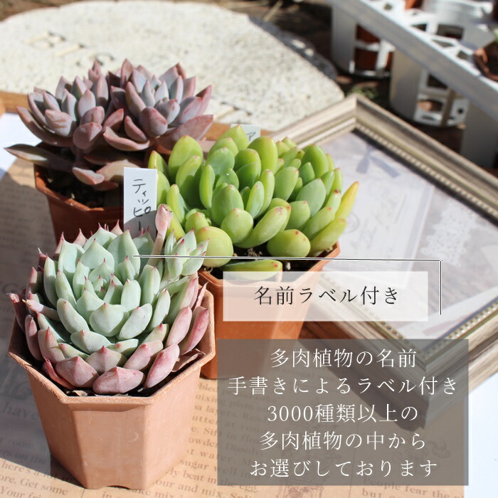 楽天市場】多肉植物 2寸シャトル鉢35個セット 17種類×2個 51種類3