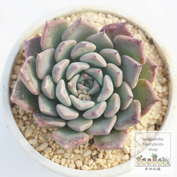 楽天市場】エケベリア 沙羅姫牡丹 Echeveria 'Sarahime botan' 多肉