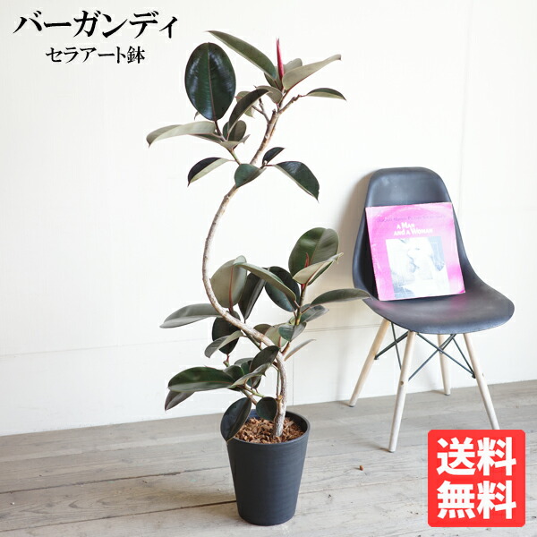楽天市場】フィカス バーガンディ ループ ブラックセラアート鉢植え