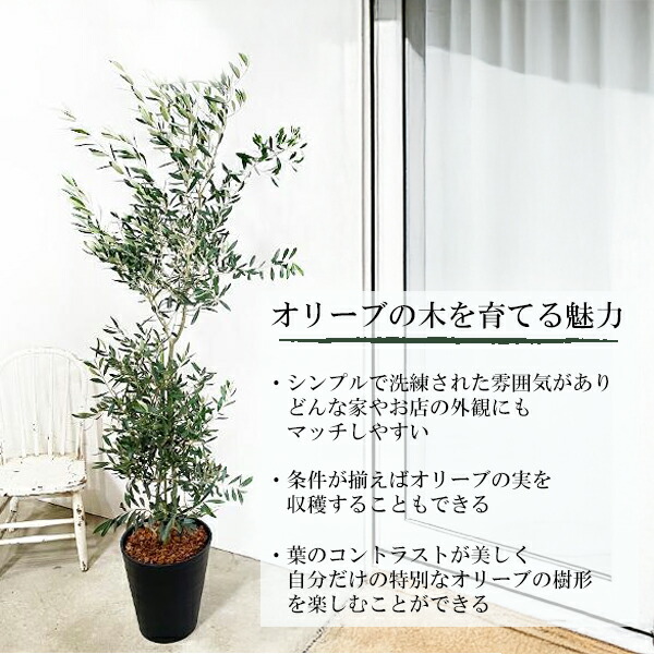 楽天市場】観葉植物 大型 オリーブ ブラックセラアート鉢 10号鉢 法人