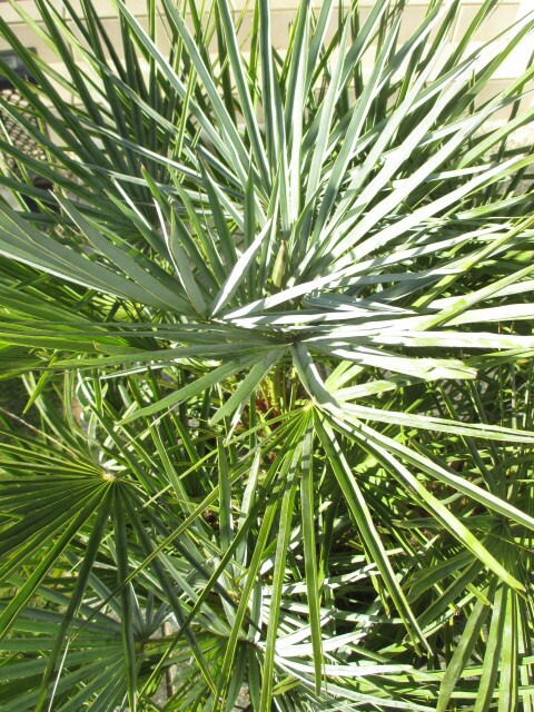 楽天市場】チャメロプス（セリフェラ） チャメロップス NO2 : 打出農園