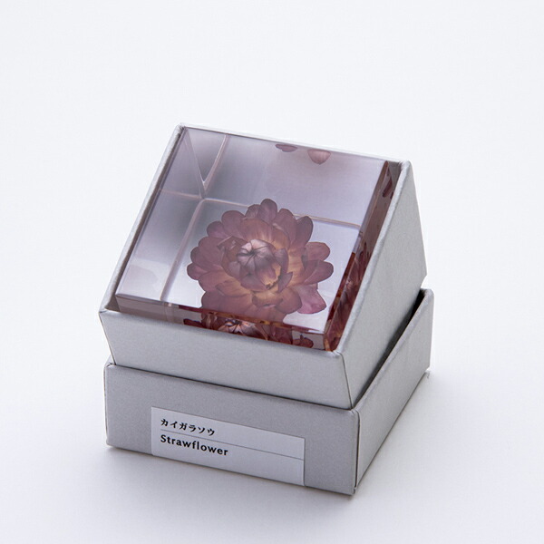 楽天市場】カイガラソウ 宙 Sola cube ソラキューブ ウサギノネドコ