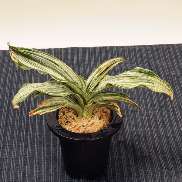 楽天市場】万年青：千代田の松*一品限り 現品物【送料無料】 : 遊恵