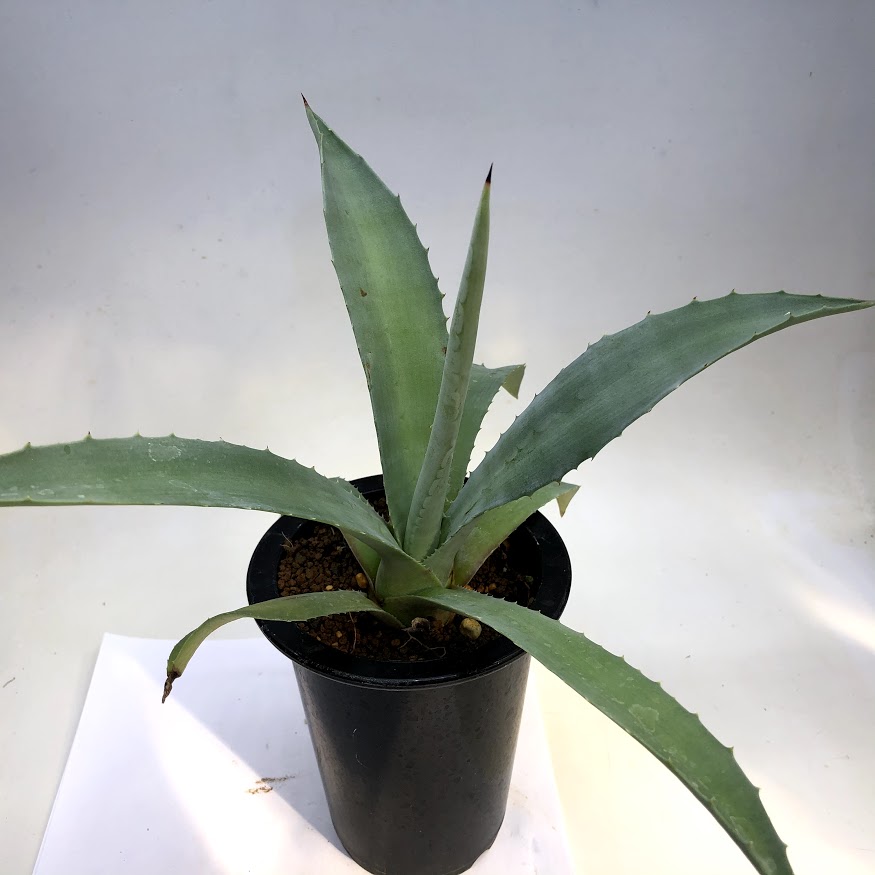 楽天市場】多肉植物：アガベ アメリカーナ 'オアハカセンシス'*幅