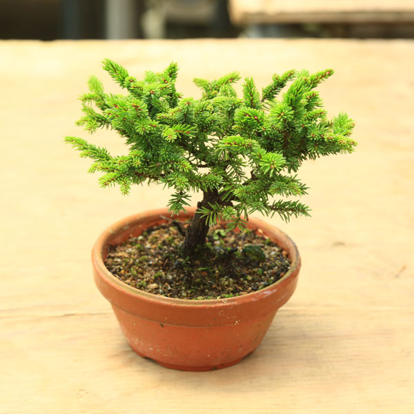 楽天市場】苗：白芽八房蝦夷松 素焼き鉢入り* しろめやつふさえぞまつ