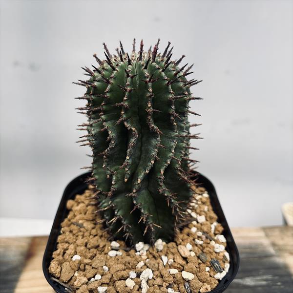 楽天市場】多肉植物：ユーフォルビア ポリゴナ*幅6cm : 遊恵盆栽