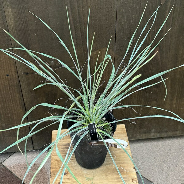 楽天市場】おしゃれ 観葉植物 苗：ユッカ エラータ*4号 Yucca elata