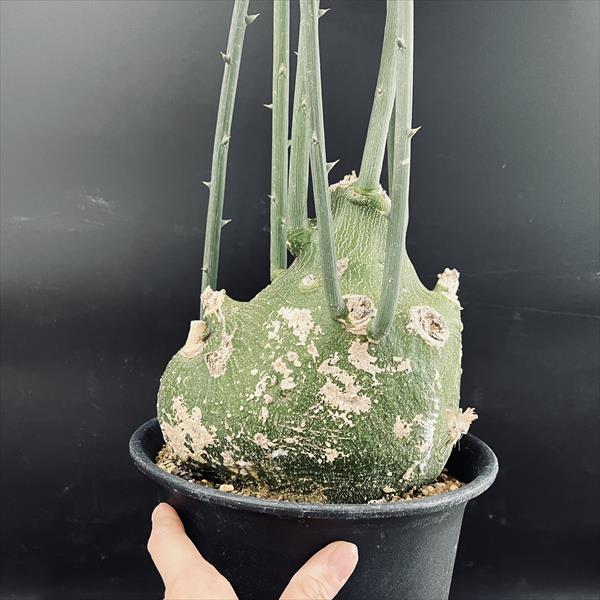 楽天市場】コーデックス：アデニア プセウドグロボーサ*塊根幅18cm