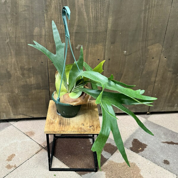 楽天市場】観葉植物：ビカクシダ コウモリラン アルキコルネ