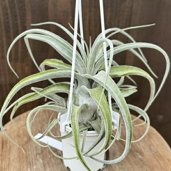 楽天市場】おしゃれ 観葉植物：チランジア ルシール*エアープランツ