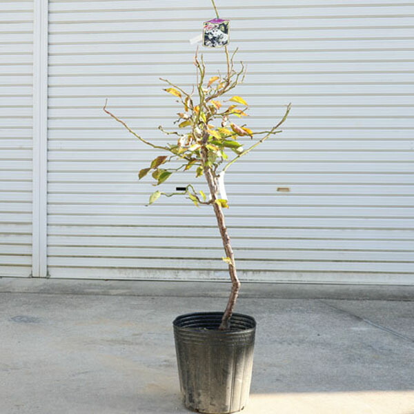 楽天市場】送料無料 庭木：雲竜梅（うんりゅうばい）（白梅）* 樹高