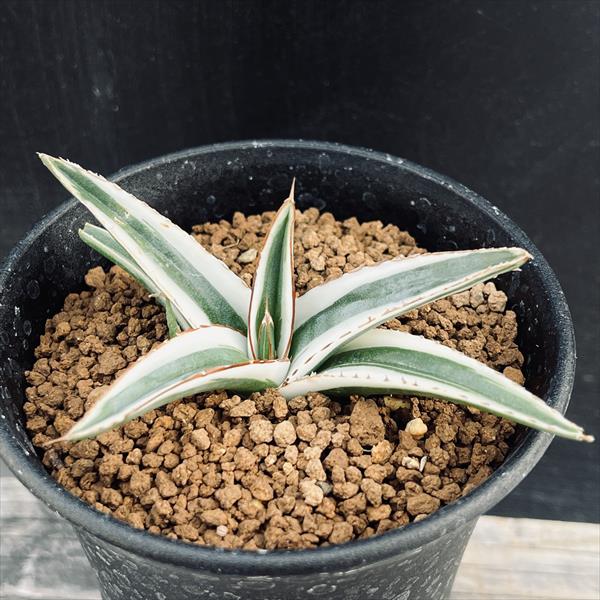 楽天市場】多肉植物：アガベ 氷山*幅8cm : 遊恵盆栽 楽天市場店