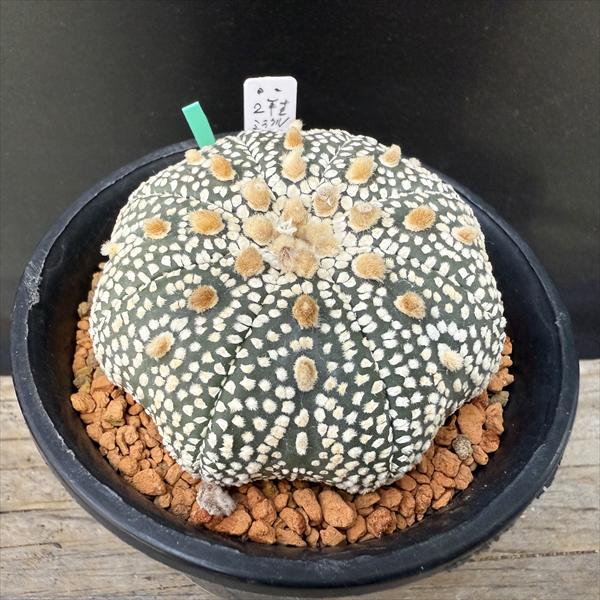 観葉植物 アストロフィツム」の人気商品一覧 | 安い商品を通販サイト