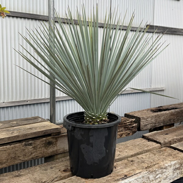 楽天市場】ユッカ リギダ（花・ガーデン・DIY）の通販