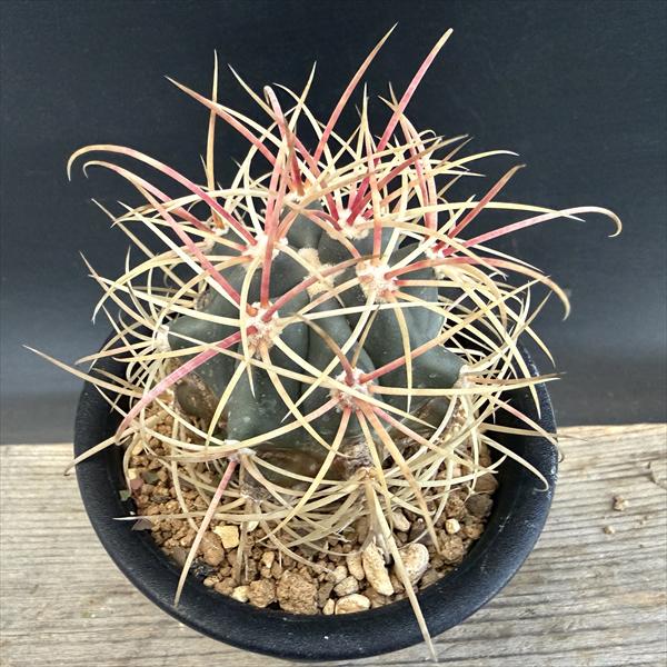 楽天市場】赤松実生の通販