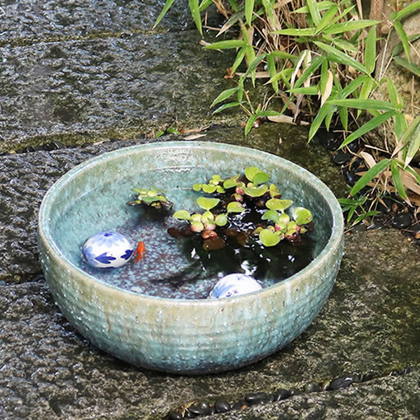 楽天市場】【ポイント10倍】水鉢 すいれん鉢 信楽焼すいれん鉢 メダカ