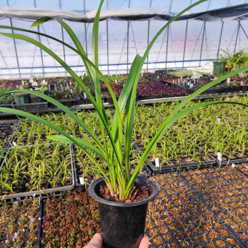 楽天市場】キンリョウヘン 金稜辺 赤花 花芽3芽付き 令和8年春開花