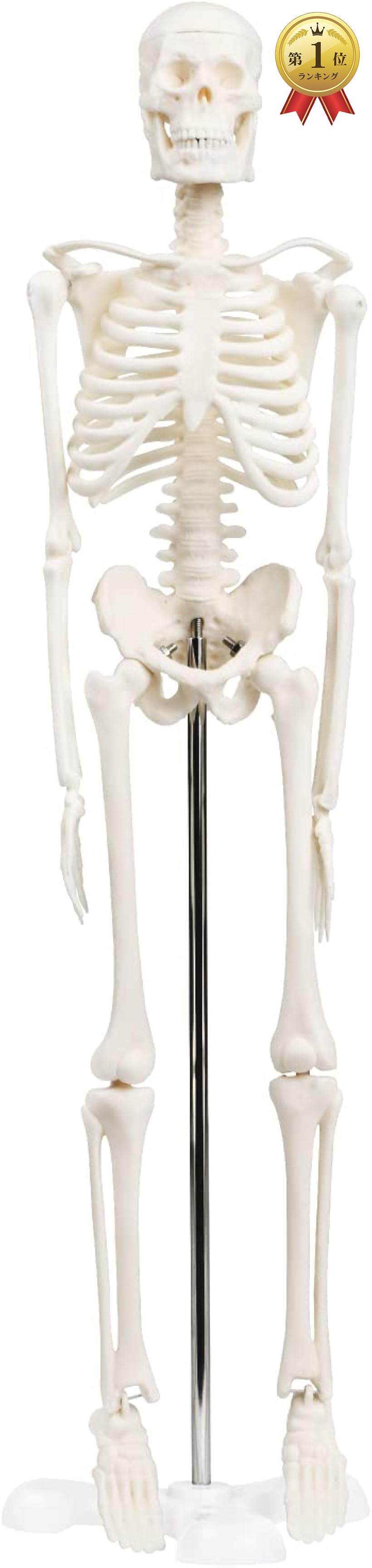 楽天市場】【楽天ランキング1位入賞】シンプルな1/4サイズの全身骨格