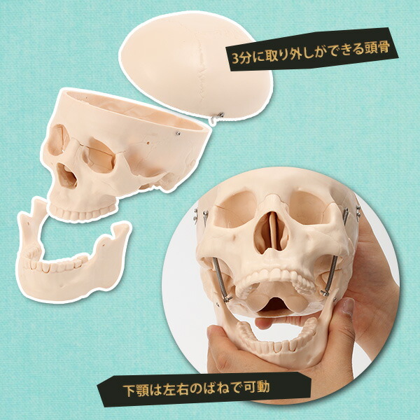 楽天市場】人体模型 骨格模型 頭蓋骨 模型 実物大 間接模型 骨格標本