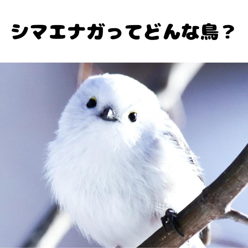 楽天市場】【メール便送料無料】北海道 シマエナガ キーホルダー