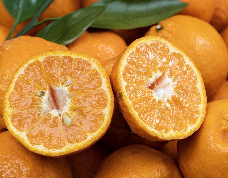 西田秀基さんの 「吉浦ポンカン」 山口県周防大島産 約3kg S〜Mサイズ