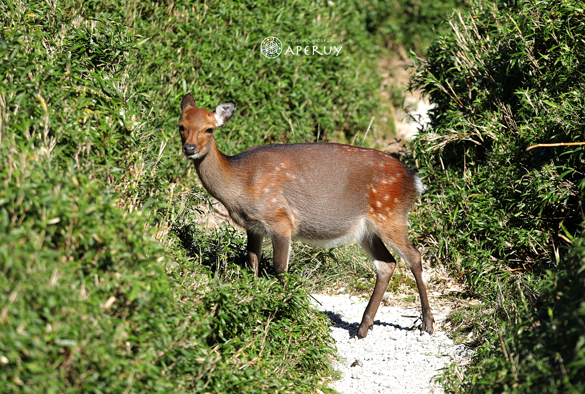 屋久島の鹿（ヤクシカ）写真集 – aperuy