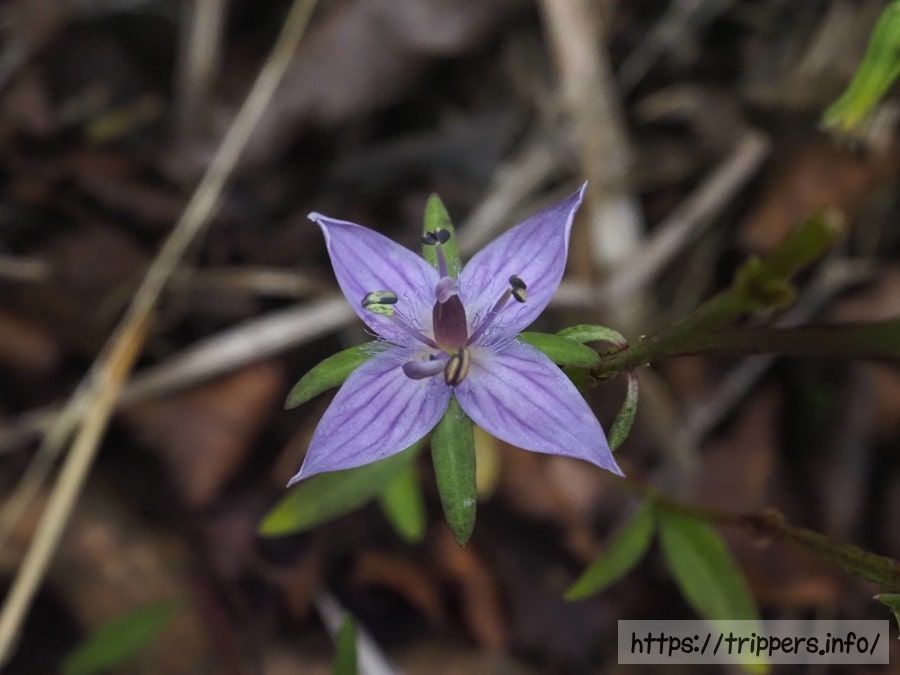 ムラサキセンブリ