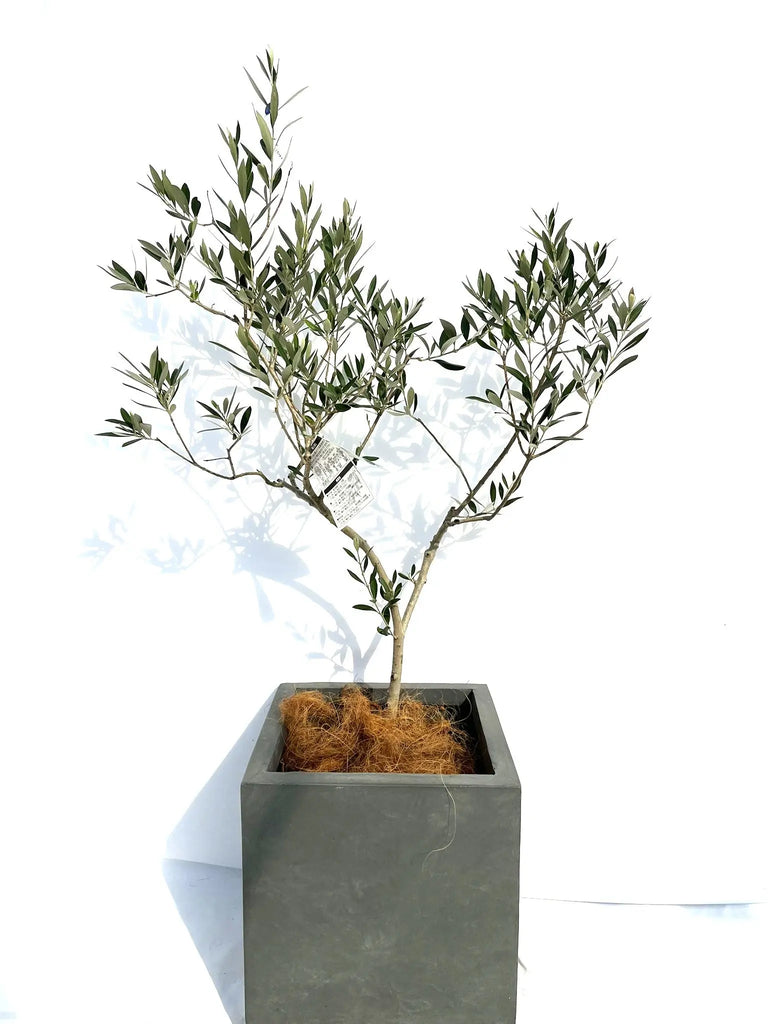 ブラックイタリアン Mサイズ 約130cm NO.10264 オリーブの木 - 株式