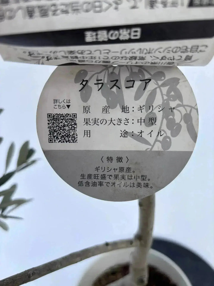 希少】タラスコア（オリーブの木）〈観葉植物〉｜約160cm｜Lサイズ｜K