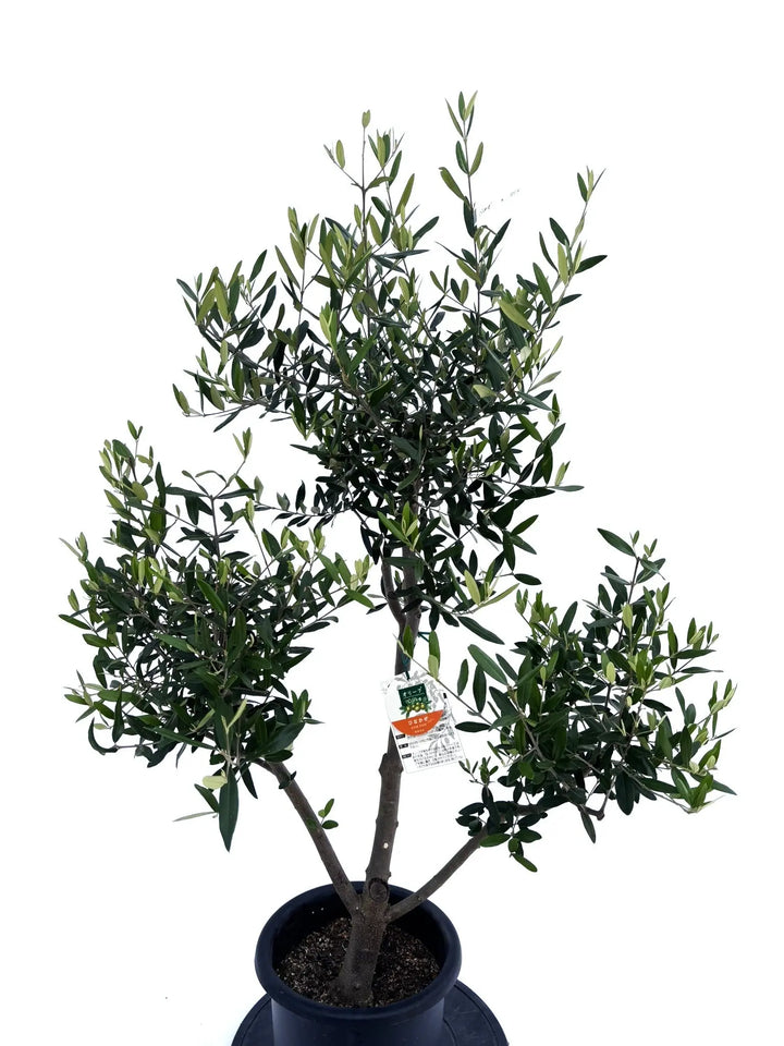 ひなかぜ Mサイズ 約120cm NO.10414 オリーブの木 - 株式会社鶴亀園