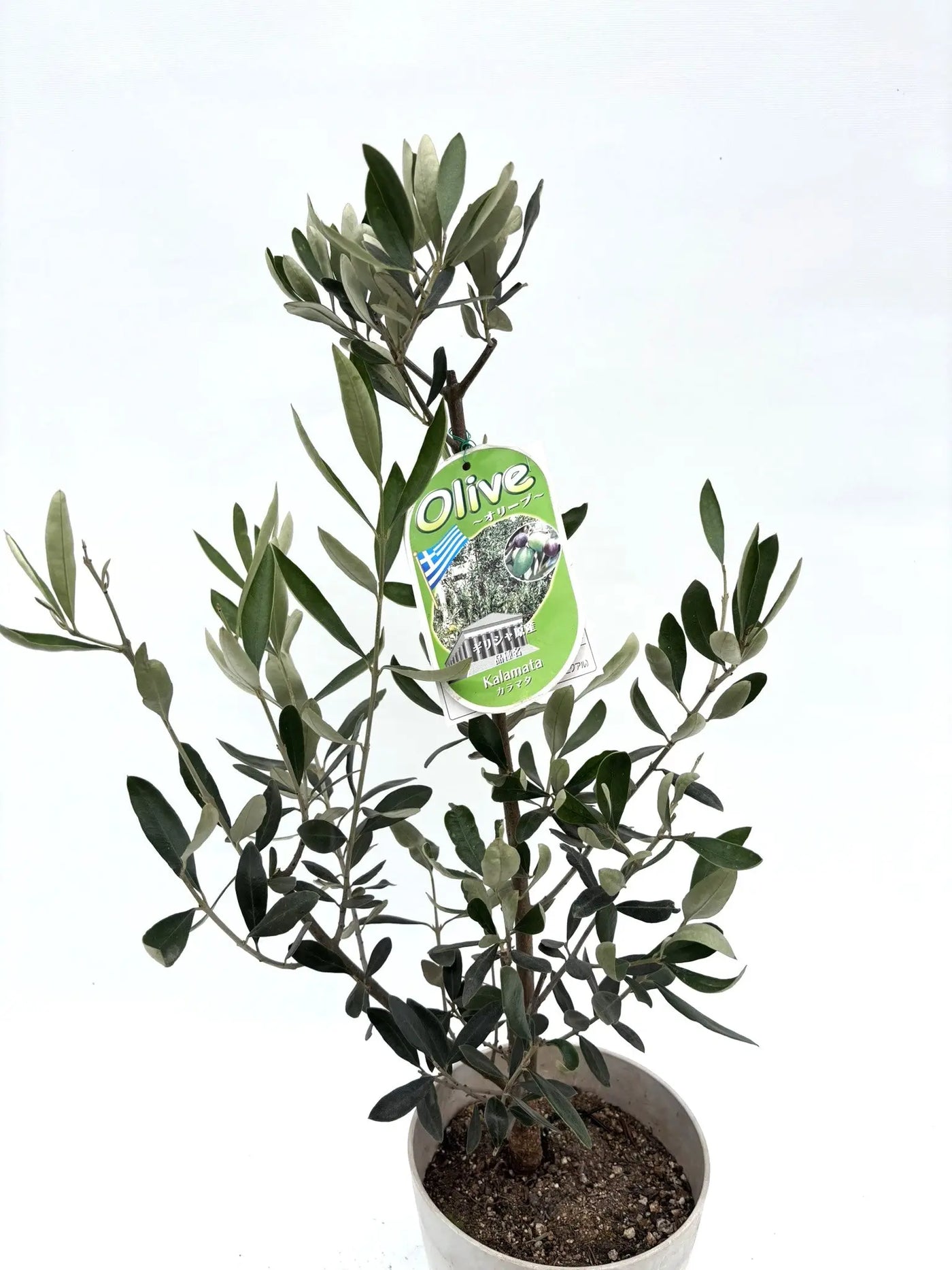カラマタ XSサイズ 約70cm K-120 オリーブの木 希少品種 - 株式会社鶴亀園