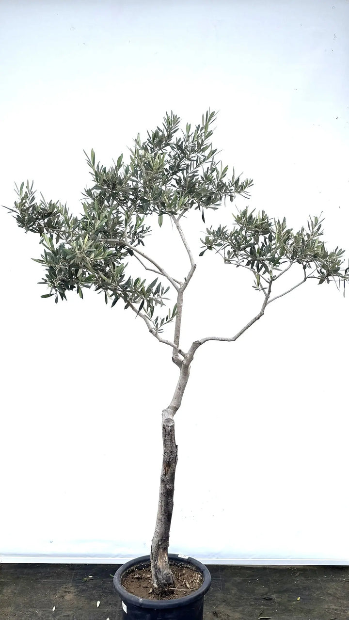 K-63-1_720x.jpg?v=1734327593