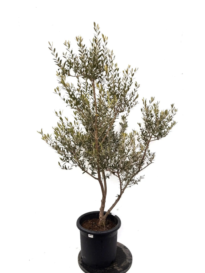 NEWネバディロブランコ（オリーブの木）｜Lサイズ｜K-358｜約170cm