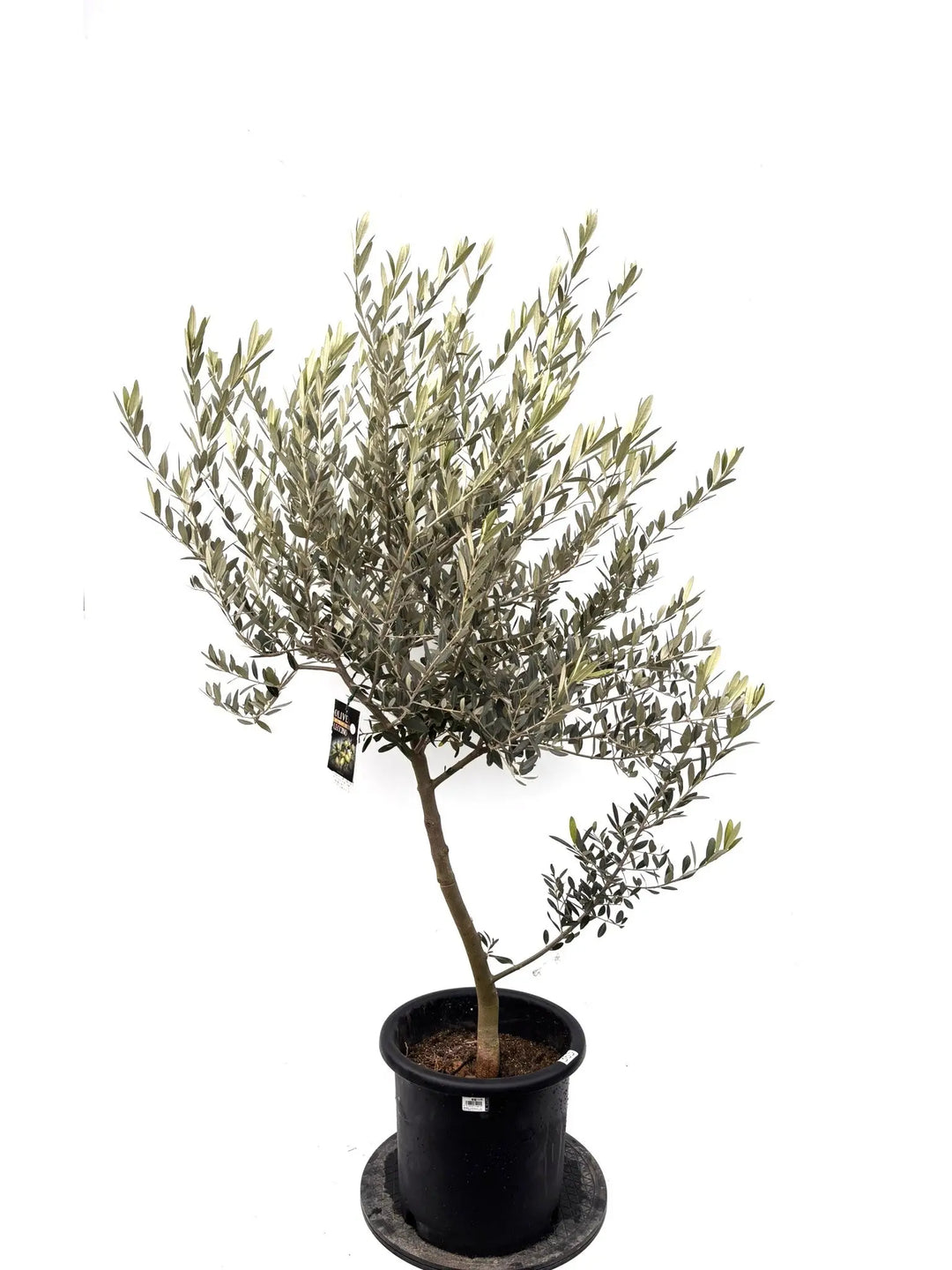 NEWレッチーノ（オリーブの木）｜Lサイズ｜約150cm｜K-365｜人気・銀葉