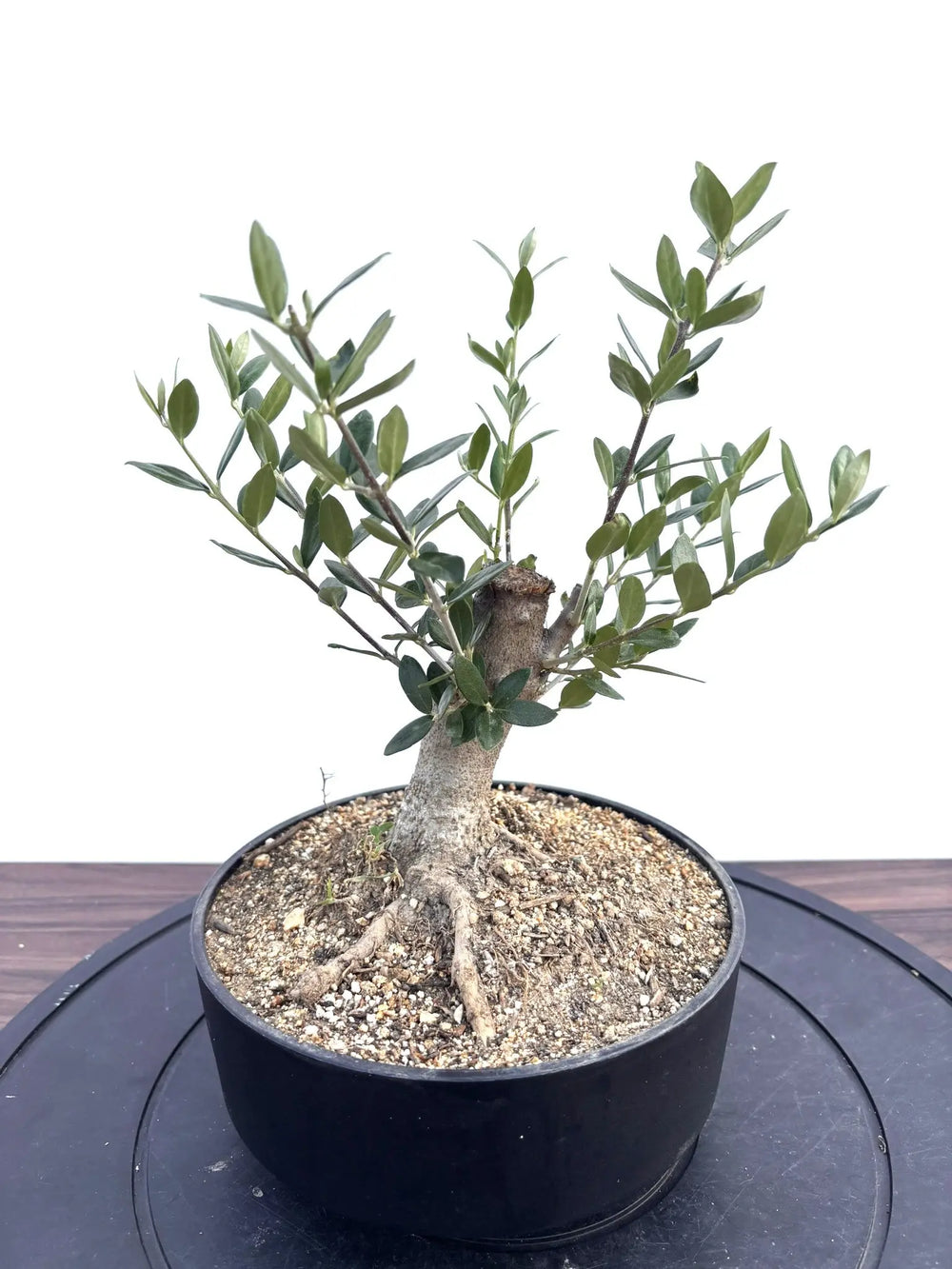 オリーブの木（全商品）｜写真の木をそのままお届け［現品販売］｜鶴亀