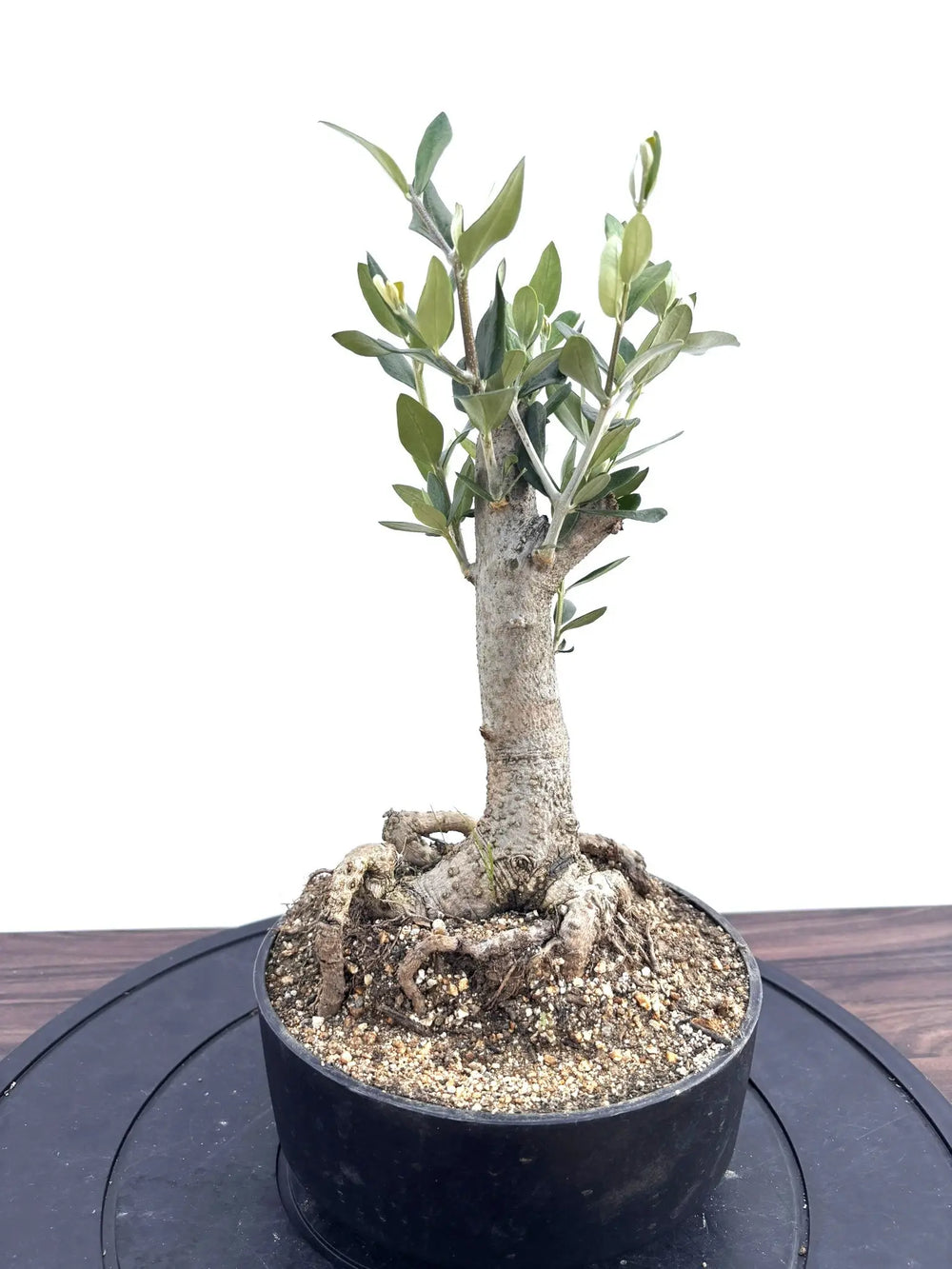 オリーブの木（全商品）｜写真の木をそのままお届け［現品販売］｜鶴亀