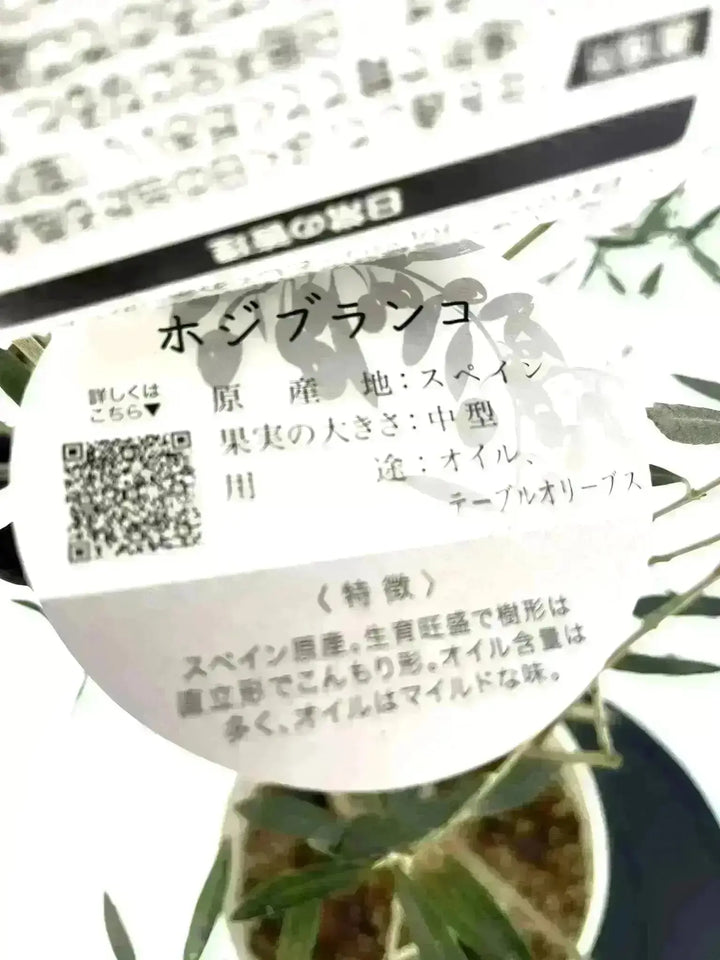 NEWホジブランコ（オリーブの木）｜Sサイズ｜NO.10852｜約140cm｜人気