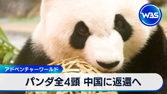 パンダ全4頭 中国に返還へ アドベンチャーワールド｜テレ東BIZ