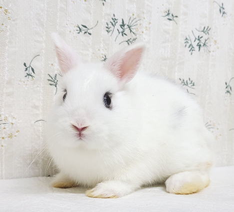 ネザーランドドワーフ A75 ブロークンスクワーレル 男の子 うさぎ専門