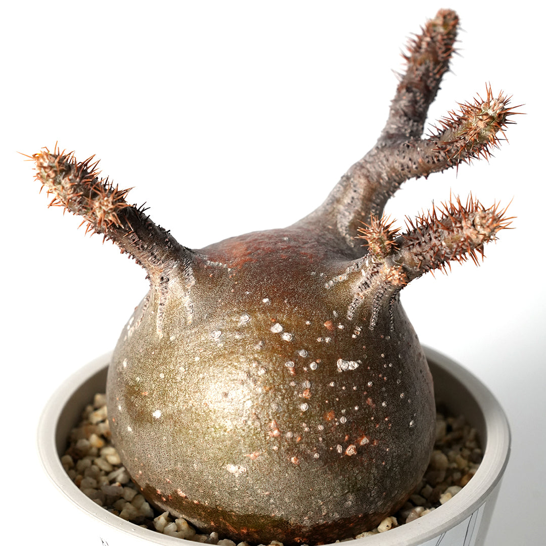 Pachypodium Gracilius - パキポディウム・グラキリス – VALIANT