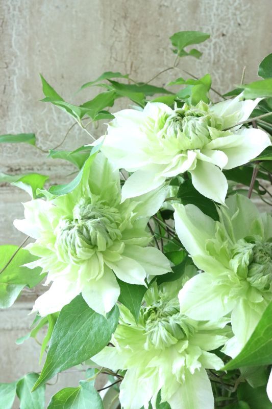 八重咲きクレマチス 