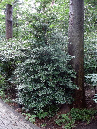 農工大－農工大の樹70 （ヒサカキ）