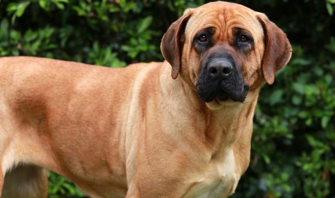 土佐犬ってどんな犬？危険な犬種？歴史や性格について解説 - 犬との